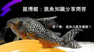 鼠博館：鼠魚知識分享問答   -第十集-  鼠魚凸眼？怎麼辦?