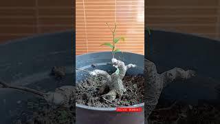 Program bonsai beringin