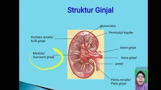 Video sederhana pembelajaran daring. Ginjal Sebagai Alat Ekskresi