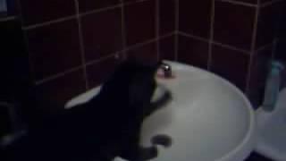 Funny Cat Frank Tries To Catch Dripping Water From Tap