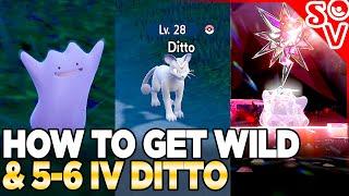 How to Get Wild & 5-6IV Dittos in Pokemon Scarlet and Violet