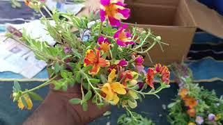 rose moss portulaca purslane cinderella grandiflora flower #rosemoss