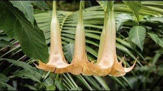 The Dangers of ‘Angel's Trumpet': What to Know About The TOXIC Plant Native to Florida