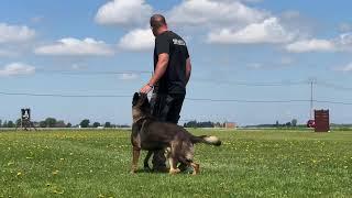 IGP 3 Obedience 95 points Gage vom Shield - Quebec Regional Champion