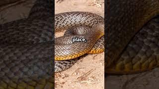 The Most Venomous Rattlesnake on Earth the Mojave Rattlesnake  #animals #marinespecies #wildlife