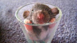 Cute Mouse Videos - Funny Mice Compilation 2017