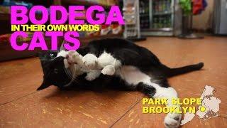 Bodega Cats In Their Own Words: Victoria and Sheeba of Park Slope, Brooklyn