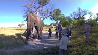 360 Video Botswana Wildlife Film trip  - Photos of Africa VR Safari