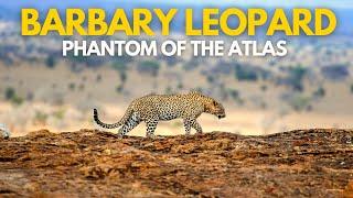 Barbary Leopards | Phantom of the Atlas