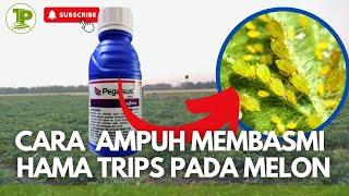 CARA MENCEGAH HAMA TRIP PADA TANAMAN MELON ‼️ BUDIDAYA MELON SISTEM LASAHAN