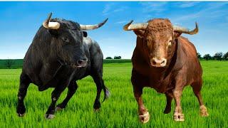 Быки-Мычание быка-Драка быков-Звук животного бык-Рев быка-Farm animals-сельскохозяйственные животные