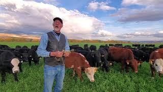 Grazing Fall Alfalfa