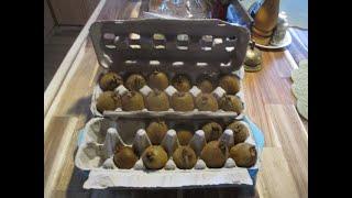 Best way to store fresh Kiwi fruit