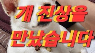 개진상을 만났습니다.         반값 급매물전문  주식회사 썬부동산 투자뱅크