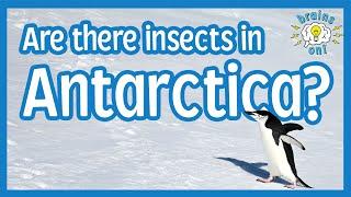 Are there insects in Antarctica? | Brains On! Science Podcast For Kids