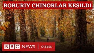 500 йиллик Бобурий чинорлар кесилди - BBC News O'zbek