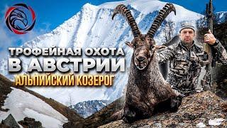 Трофейная охота в Австрии. Альпийский козерог