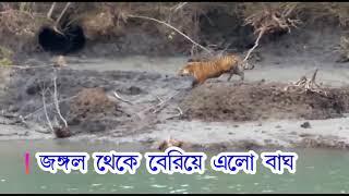 Tiger came out of forest & enters village||Lahiripur Sundarbans||See what happened you can't believe