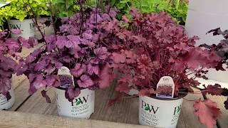 Heuchera  Dolce® 'Wildberry' & 'Cherry Truffles' (Coral Bells) // Gorgeous COLORFUL foliage