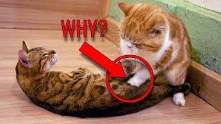 Why Do Cats KNEAD? 8 Reasons