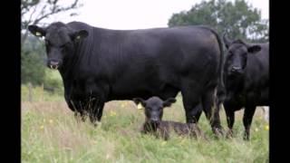 Абердин-ангус  Aberdeen Angus