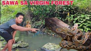 SAWA Sumalubong sa amin sa virgin Forest Habang kumakain namin isat isa ni pinsan