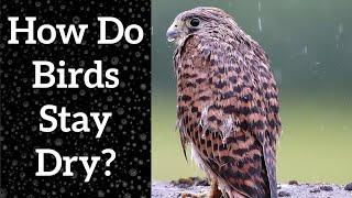 Where Do Birds Go When It Rains? - How Birds Stay Dry