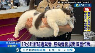 家喻戶曉"貓"明星! 18公斤胖貓遭棄養 百人搶當新飼主 胖貓卡貓窩開啟減重計畫 上萬粉絲盯減肥｜記者 王少筠｜【國際大現場】20230428｜三立新聞台