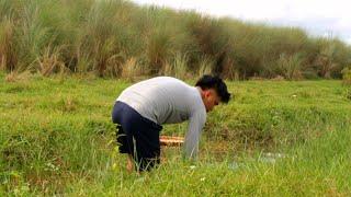 Picking Kohol Snail (Golden Apple Snail) | Life in the Philippines Country side