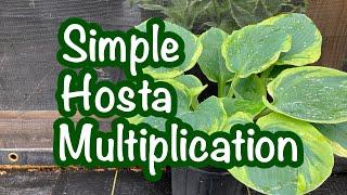 How to propagate large numbers of hostas in a nursery// Divide plantain lillies // Hosta Production