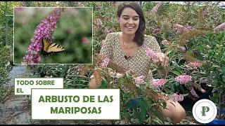 Arbusto de las mariposas - Cuidados de la Buddleja Davidii