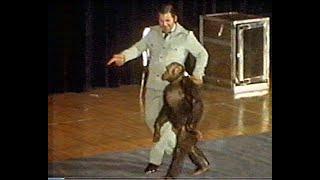 Oliver the enigmatic bipedal chimp, featured on Fortean TV