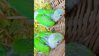 2 Price Beautiful Ringnecks parrot baby #parrot #bird #youtubeshorts