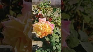 Beautiful flowers  Roses  garden  viral #trending #music short #video