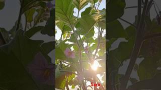 Eggplants#shortsvideo#shorts#youtubeshorts#plants#vegetables#flowers#eggplant