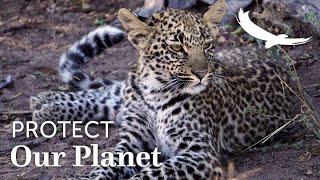 Protect our Planet | Conservation Collaborations | The Leopard | With Panthera | South Africa