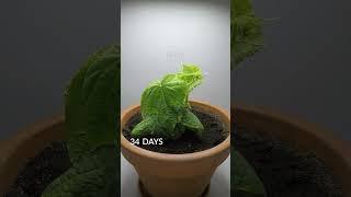 81 Days in 34 Seconds - Seed to Cucumber