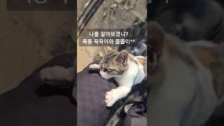 15시간 지붕에 떨던 아기고양이를 만나고 왔습니다 #길고양이