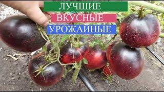 ВЫ ПРОСТО ОБЯЗАНЫ ПОСАДИТЬ эти томаты У СЕБЯ НА УЧАСТКЕ, мега урожайность, супер вкус, полезные