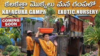 Kolkata మొక్కలు మన గంపలో/Coming soon Beautiful nursary in Chilikur/KALAGURA GAMPA EXOTIC NURSERY