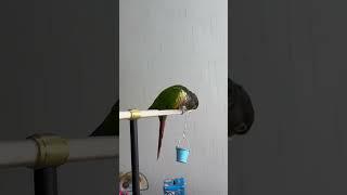 #birds #american #handtembird #lovebirds #lovesigns #birthflower