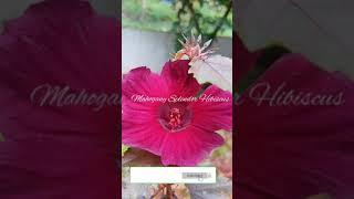 #shorts#Mahogany splendor Hibiscus watering #My garden series#waterdroplets