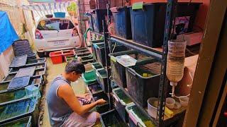 Natural Outdoor Guppy Setup: Feeding Beautiful Guppies with Brine Shrimps and Daphnia!.(Raw Video)