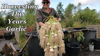 Harvesting This Years Bumper Crop of Garlic.