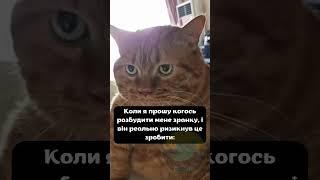 Коли я прошу когось розбудити мене зранку, і він реально ризикнув це зробити #україна #уменеєтвіт