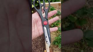 Motivational Talk: Gardening Scissors