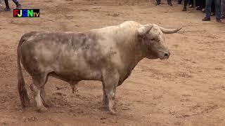 bull on road in Spain | sports | bull fighting in Spain