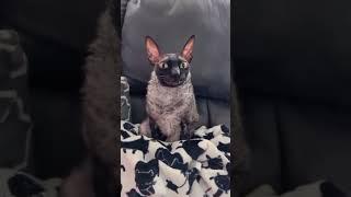 Кот в шоке от жизни | Cat is shocked by life #youtubeshorts  #2023 #like #tiktok #trending #smile