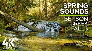 8 HOURS Gentle Waterfall Melodies and Bird Songs in Spring Forest of Canada - 4K Nature Soundscapes