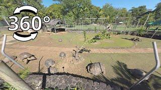 Giant Tortoises Park in Mauritius, 360 Video VR